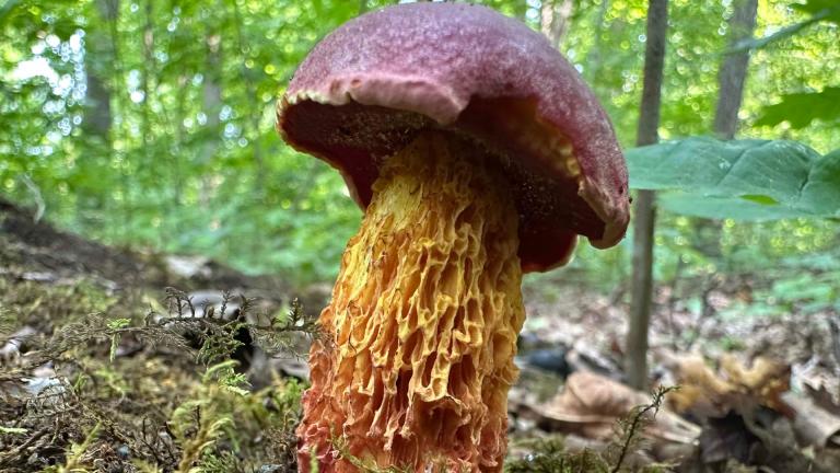 The Illinois Mycological Association will display fungi foraged in the region’s forests at the group’s annual show, Sunday, at the Chicago Botanic Garden. (Courtesy of Kate Golembiewski)
