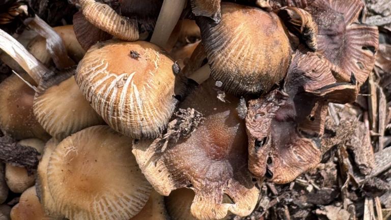 The annual City Nature Challenge encourages people to look up, down and all around for wild animals, plants and fungi. (Patty Wetli / WTTW News)