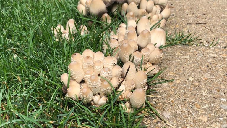 Mushrooms popped up in a Chicago parkway after recent rains. (Patty Wetli / WTTW News)