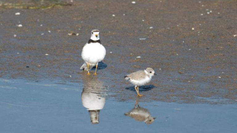 Imani with his 2024 offspring Nagamo, at Montrose Beach. (Courtesy of Chicago Piping Plovers)