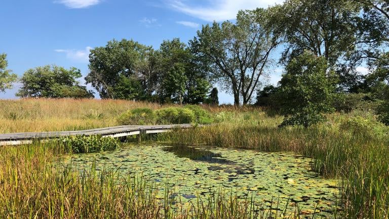 The South Shore Nature Sanctuary features 6 acres of dunes, wetlands, woodlands and prairies. (Alex Ruppenthal / WTTW News) 