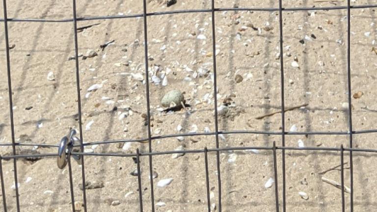 Monty & Rose are pinning their hopes on an egg laid in their second nest attempt. (Courtesy of Chicago Park District)