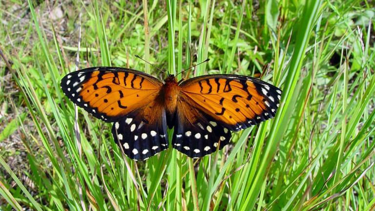 A regal fritillary butterfly, a local species that’s classified as threatened in Illinois. A regal fritillary butterfly, a local species that’s classified as threatened in Illinois.