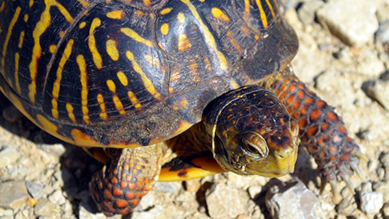 Ornate box turtles are a threatened species in Illinois due to habitat loss, but they've recently been released onto a wild sand prairie. (USFWS)