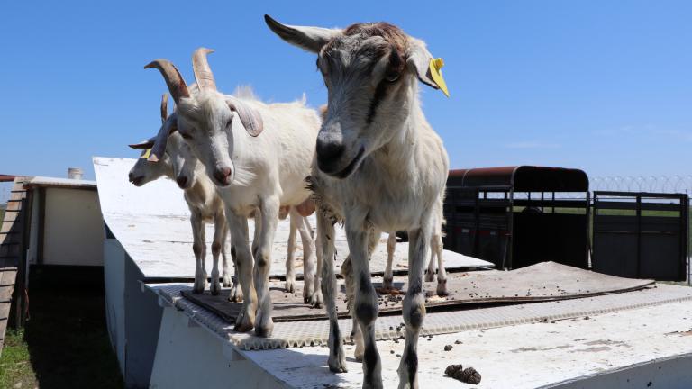 Goats stand on the trailer pen outside Chicago’s O’Hare International Airport. (Evan Garcia / WTTW)