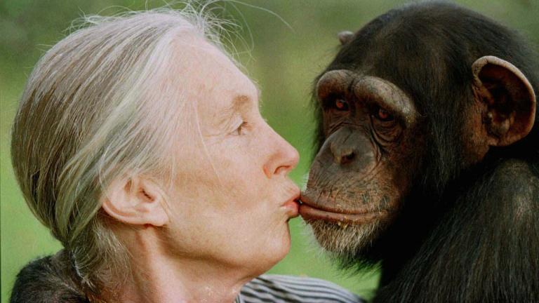 Jane Goodall kisses Tess, a female chimpanzee, at the Sweetwaters Chimpanzee Sanctuary near Nanyuki, north of Nairobi, on Dec. 6, 1997. (AP Photo / Jean-Marc Bouju, File)