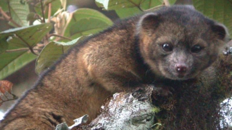 Photograph of Bassaricyon neblina "Olinguito" taken in the wild at Tandayapa Bird Lodge, Ecuador; image credit: Mark Gurney