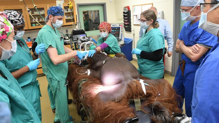 Chicago Zoological Society’s veterinary staff perform an emergency appendectomy on Ben, a 40-year-old orangutan at Brookfield Zoo. (Jim Schulz/Chicago Zoological Society)