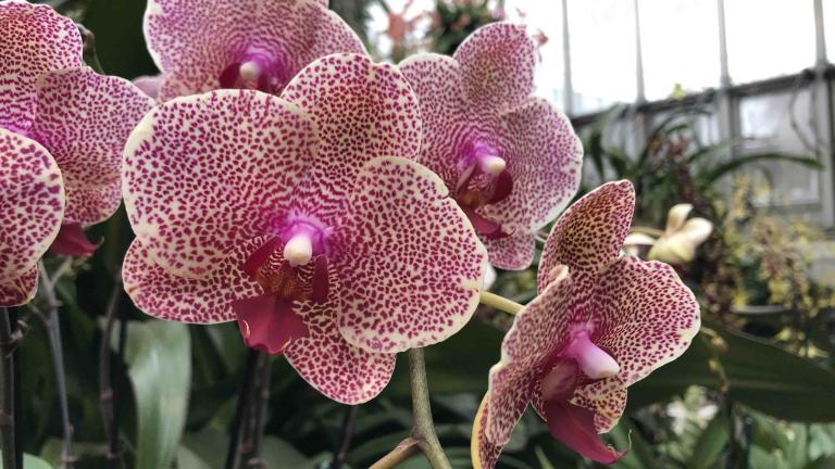 The Chicago Botanic Garden's orchid show is a colorful sight for winter weary eyes. (Patty Wetli / WTTW News)