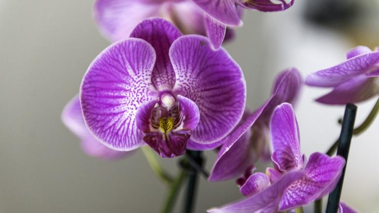 The Chicago Botanic Garden has canceled 2021's Orchid Show. (stanbalik / Pixabay)