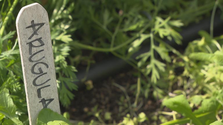 The WTTW organic garden.