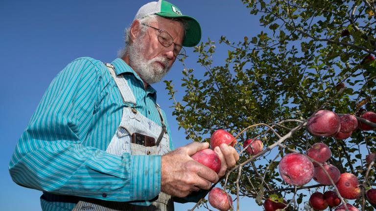 George Naylor looks over organic apples grown on his farm, Tuesday, Sept. 13, 2022, near Churdan, Iowa. (AP Photo / Charlie Neibergall)