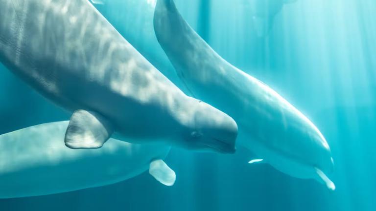 Osiris, a 26-year-old female beluga whale, has died at Shedd Aquarium. She was rescued from a marine park in Canada in late July. (Courtesy of Shedd Aquarium)