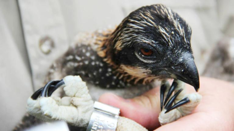 A juvenile osprey given a metal ID band as part of Cook County’s program. (Courtesy Forest Preserve District of Cook County)