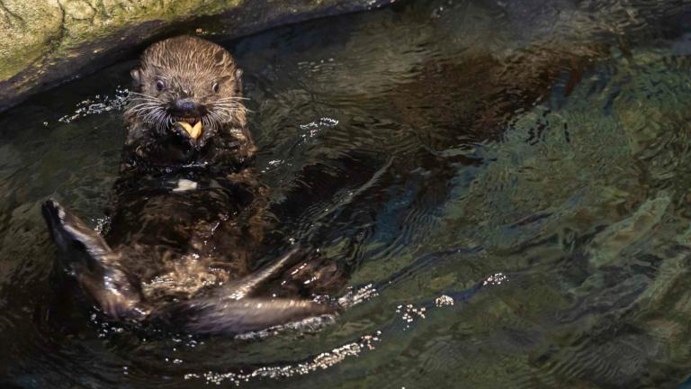 Shedd’s newest rescued sea otter pup explores the aquarium’s otter habitat. (Brenna Hernandez / Shedd Aquarium)