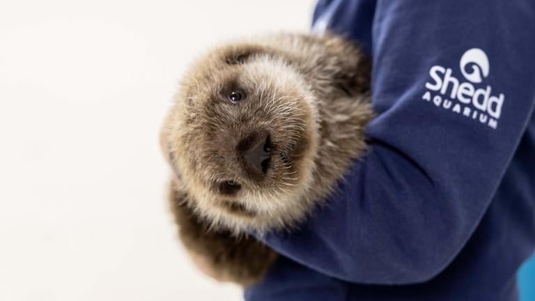 Pup EL2306 is Shedd Aquarium’s newest charmer. The sea otter was rescued in Alaska at the end of October and arrived at Shedd in late November. (Brenna Hernandez / Shedd Aquarium)