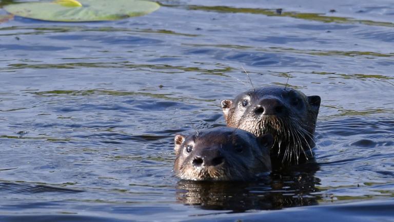 North American river otters, once nearly extinct in Illinois, are a great comeback story. (Grayson Smith / U.S. Fish and Wildlife Service)