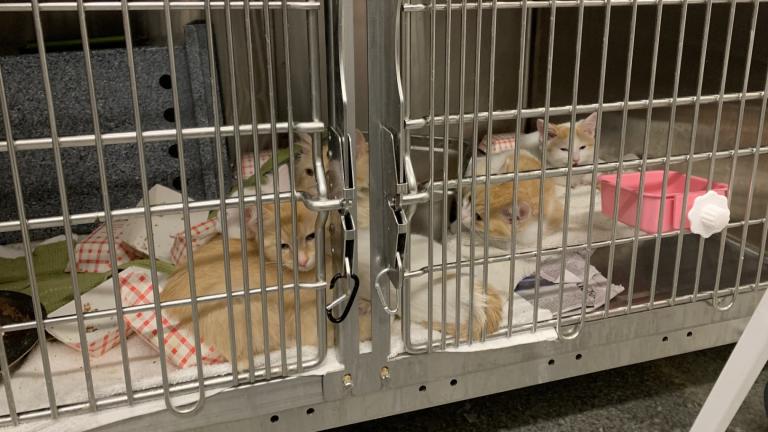 Cats at the PAWS Chicago Medical Center on Nov. 13, 2023. The shelter is hosting its annual spring “adopt-a-thon” at its adoption center in Lincoln Park this weekend as animal shelters brace for litter season. (Eunice Alpasan / WTTW News)