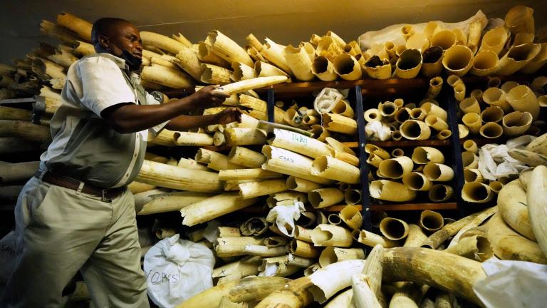 A Zimbabwe National Parks official inspects some of the elephant tusks during a tour of ivory stockpiles in Harare, May, 16, 2022. (AP Photo / Tsvangirayi Mukwazhi, File)