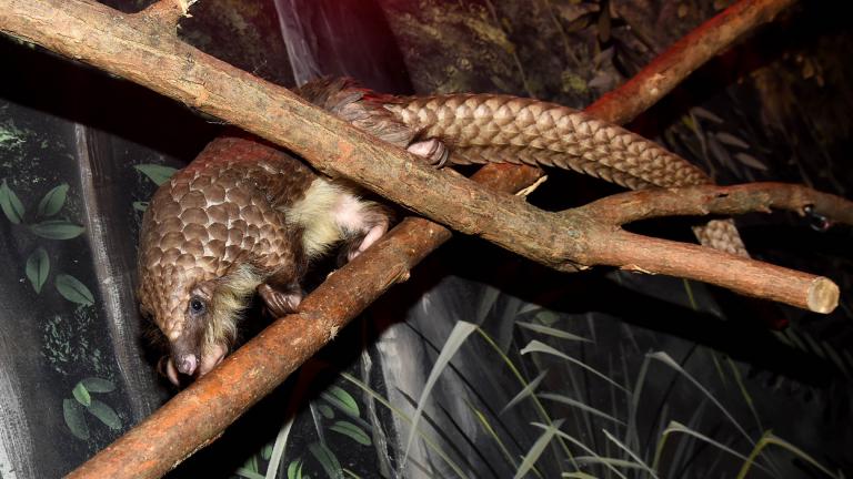 David, a young male pangolin, is part of Brookfield Zoo’s “Habitat Africa! The Forest” exhibit. (Credit: Chicago Zoological Society)