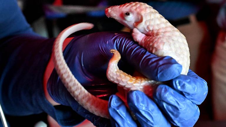 Brookfield Zoo Chicago has announced the arrival of a new pangopup. The baby pangolin and its mom are doing well, officials said. (Courtesy Brookfield Zoo Chicago)