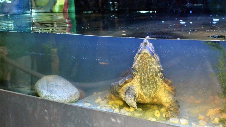 Peggy Notebaert Nature Museum's alligator snapping turtle, Patsy McNasty, moved into a bigger tank Jan. 19. (Alex Ruppenthal / Chicago Tonight)