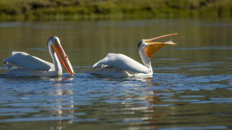 American white pelicans make a twice yearly appearance in Will County during fall and spring migration. (Diane Renkin / National Park Service)