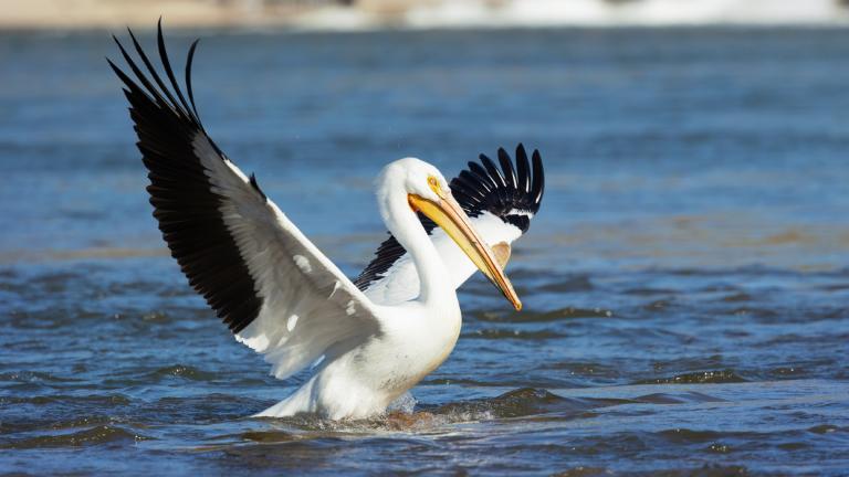 An American white pelican. These massive birds are making a migratory pit stop in Will County. (jasony00 / iStock)