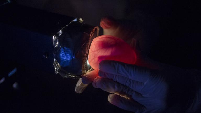 To monitor the development of penguin eggs, Shedd Aquarium staff use a process known as candling, which involves holding a strong light to the egg to observe inside. (Brenna Hernandez / Shedd Aquarium)