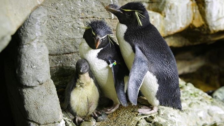 (Gavin Wright / Shedd Aquarium)