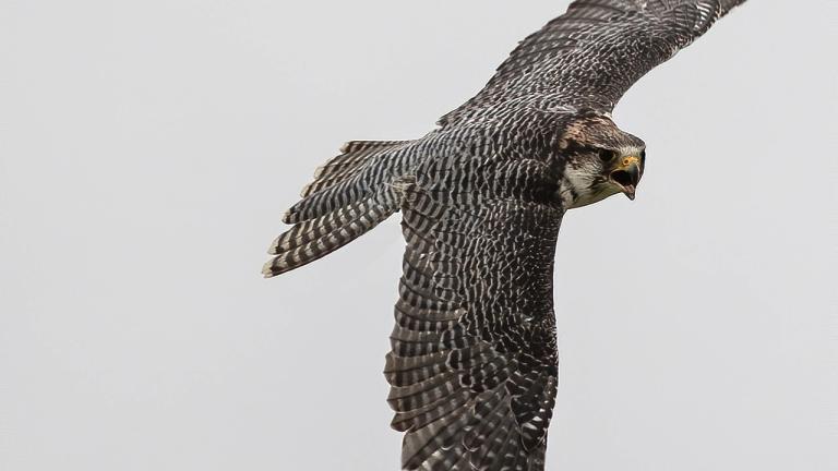 A peregrine falcon in flight. (Kev / Pixabay)