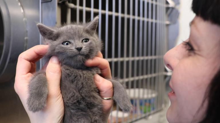 The Anti-Cruelty Society Chief Program Officer Lydia Krupinski holds a kitten in the Chicago shelter’s kitten nursery. (Evan Garcia / WTTW News)