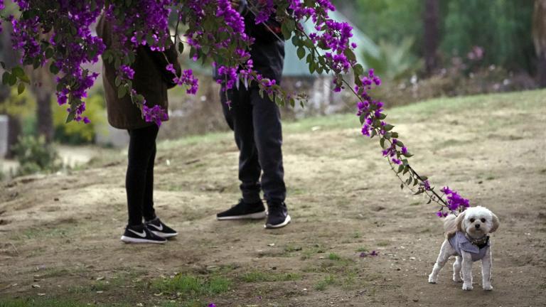 A couple walks their dog in Los Angeles, on Jan. 24, 2021. (AP Photo / Damian Dovarganes, File)