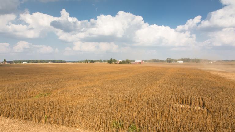 Golden hues sweep across the farm as the food-grade soybeans reach maturity. (United Soybean Board)