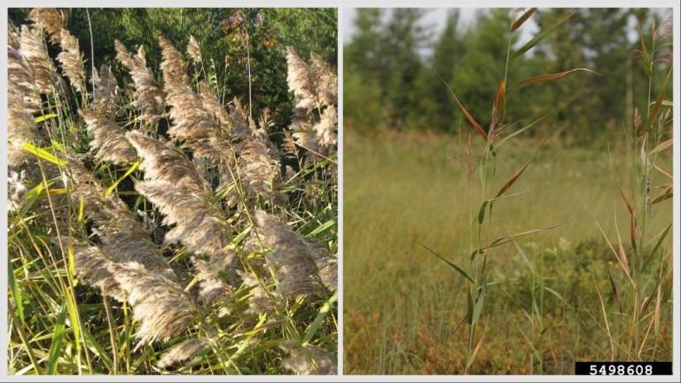 A non-native subspecies of common reed is an invasive bully (l), crowding out its native counterpart in wetlands. (Credits: Caleb Slemmons, National Ecological Observatory Network, Bugwood.org (l); Rob Rutledge, Sault College, Bugwood.org)
