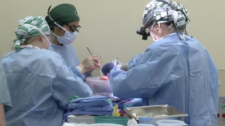 In this photo provided by the University of Alabama at Birmingham, surgeons prepare to transplant kidneys from a genetically modified pig into the body of a deceased recipient in September 2021. The experimental procedure was a step-by-step rehearsal for operations they hope to try in living patients possibly later in 2022, part of a quest to use animal organs to save human lives. (UAB via AP)