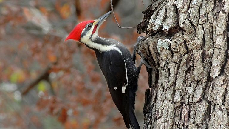 In recent years, pileated woodpeckers have been noticed more frequently in areas closer to Chicago, an urban setting they generally avoid. (Joshlaymon / Wikimedia Commons)