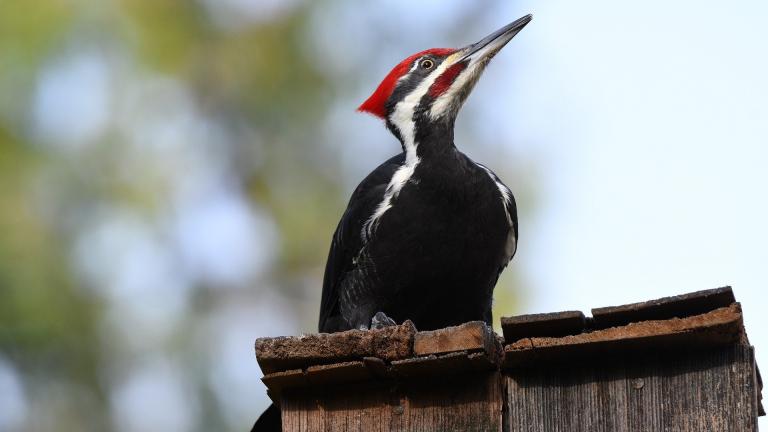 A male pileated woodpecker, distinguished from a female by the red stripe on his cheek. (Veronica Andrews / Pixabay)