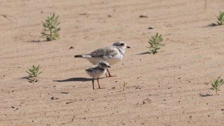 A file photo of a plover parent and chick. (Courtesy of Susan Szeszol)