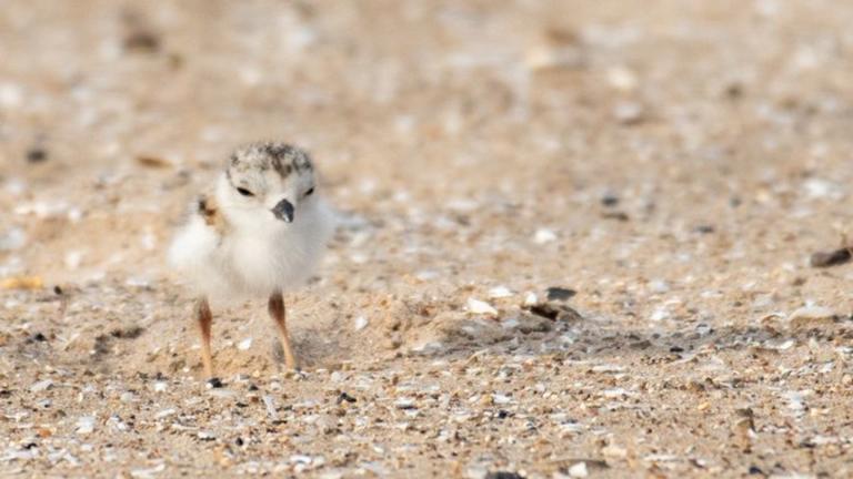 One of Imani and Searocket’s four chicks. ID bands and names will soon help people tell the plovers apart. (Courtesy Chicago Piping Plovers)