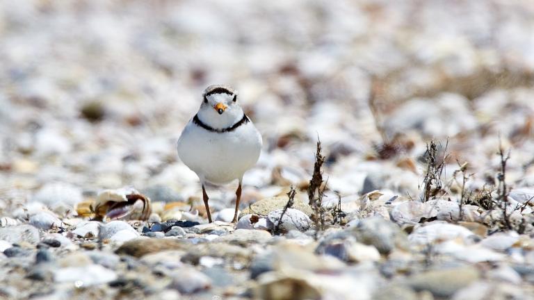 A piping plover. (Cadop / Pixabay)