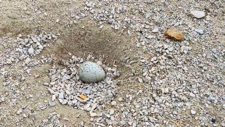 Piping plover eggs, like the one pictured here, are well camouflaged. (Keith Lott / U.S. Fish and Wildlife Service Midwest)