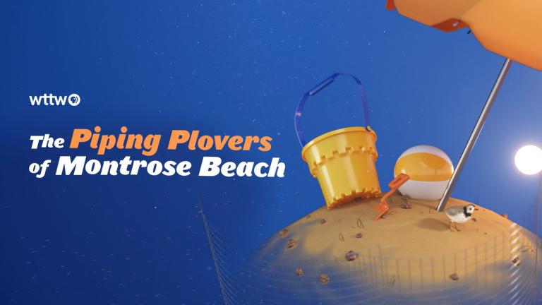A graphic that says "The Piping Plovers of Montrose Beach." (WTTW News)