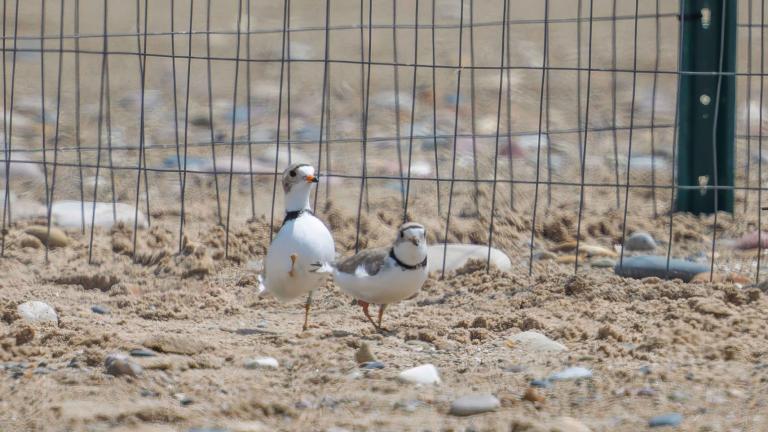 New couple alert: Pippin (l) and Blaze are on the nest in Waukegan. A protective cage protects their eggs from predators. (Courtesy of Christian Deme)