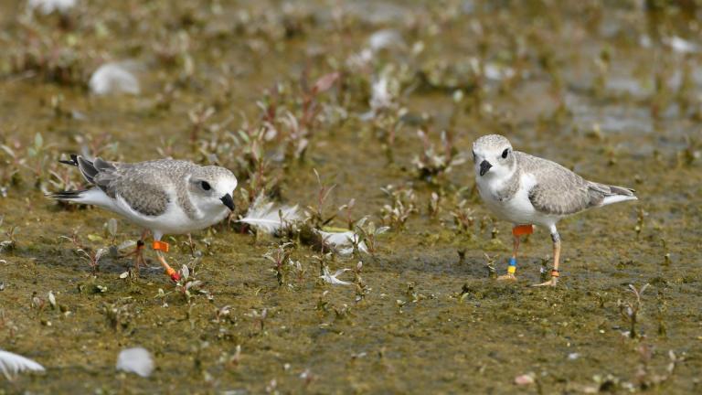 Two of the captive-reared plovers released in Waukegan, July 21, 2025. (Oliver Slater / Sharing Our Shore-Waukegan)