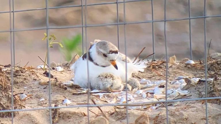 A newly hatched piping plover chick snuggles up to its parent at Montrose Beach, June 30, 2024. Parents Imani and Searocket are still incubating three more eggs. (Courtesy Chicago Piping Plover Watch)