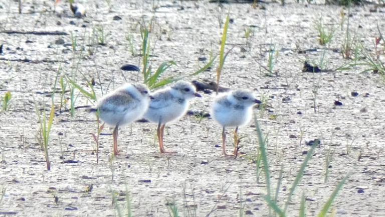 Monty and Rose's plover chicks, 2020. (Courtesy of Bob Dolgan)