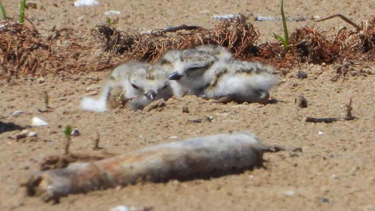 Newly hatched piping plover chicks at Montrose Beach, June 16, 2026. (Courtesy of Chicago Piping Plovers)