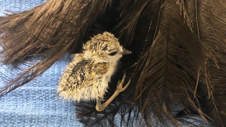 Monty and Rose's fourth piping plover chick, hatched at Lincoln Park Zoo. (Courtesy of Lincoln Park Zoo)