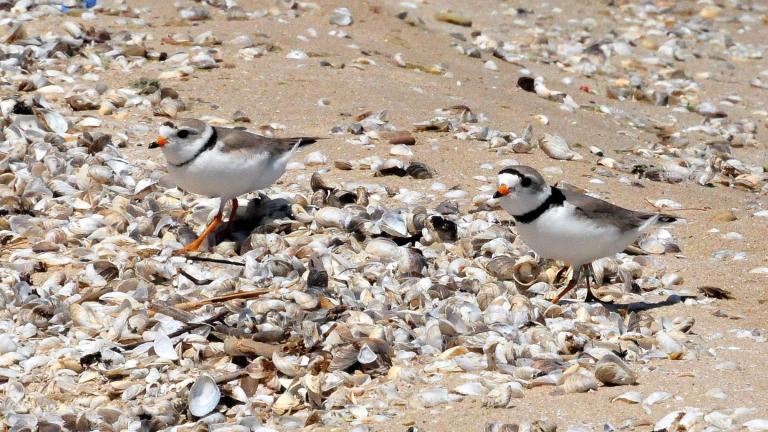 Piping plovers. (Joel Trick / U.S. Fish and Wildlife Service Midwest)